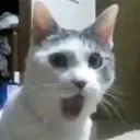 WOWWW