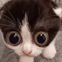MONKA