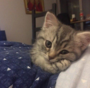 cat_waiting Discord emoji