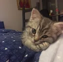 cat_waiting cat_waiting