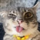 sillycat sillycat