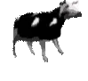 2229_polish_cow