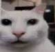 aycanijo