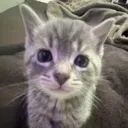 chloe