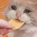 catchip