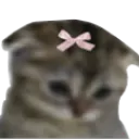CuteSadKitty CuteSadKitty