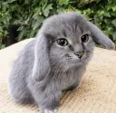 cabbit