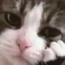 sadCat