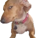 sus_dog Discord emoji