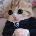 phoenix_im_anwalt_modus