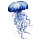 5_jellyfishdark 5_jellyfishdark