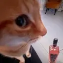 CatSideEye