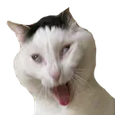bleh