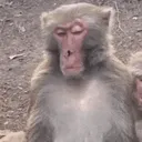 monkey monkey