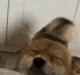 happy_shiba_tailwag
