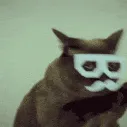 ShakesHeadCat
