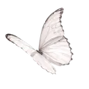89_Gwhite_butterfly