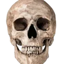 realistic_skull