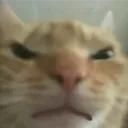 catangy