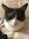 suka