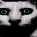 catlapka catlapka