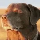 accepingdog