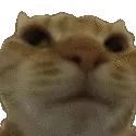 nocat