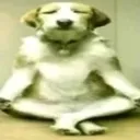 chilldog