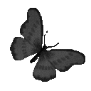 BlackButterfly
