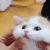 catcheeks