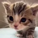 meow