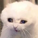 Cat_crycry