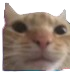 cat_stare Discord emoji