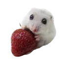nomnom