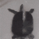 z_turtledance