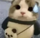 catsweat