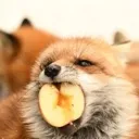 FOXHMFGPM