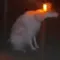 alarmdog