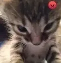 10522catcatcat