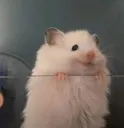 happy_animal