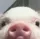 _pig_