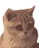 NoddingKitty