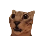 CatWhat