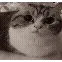 CatExplosion