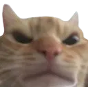 CatAngry