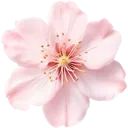 pink_flower