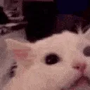 CATSCREAM