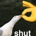 shush shush