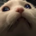 catqwq