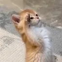 cat_salute